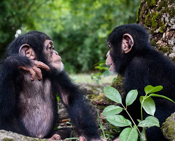 two chimpanzees gazing at each other outside 