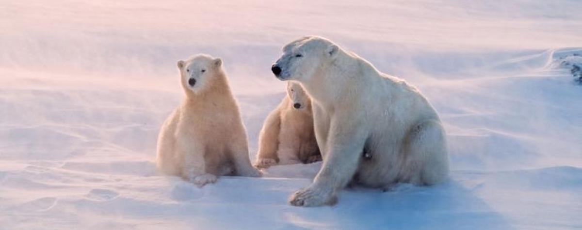 Polar Bears